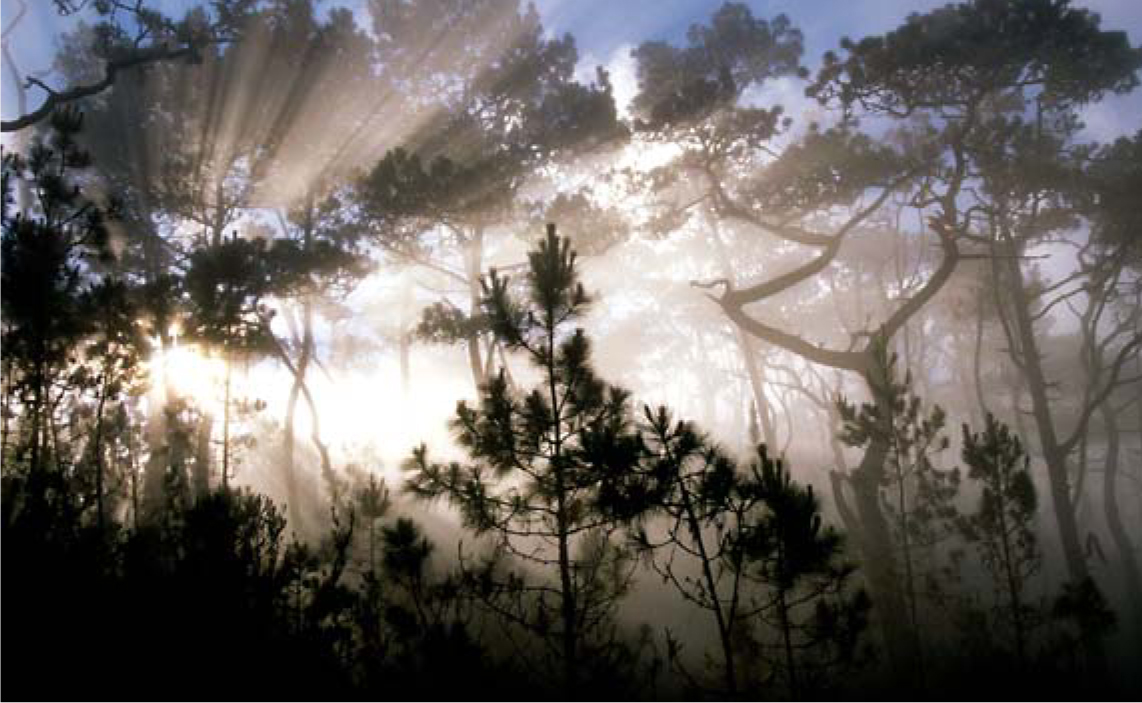 The sun beams through a cloud forest in the Armando Bermudez National Park - photo 12