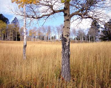 Aspens in lateAutumn An intricateweb of interaction connects all life into - photo 3