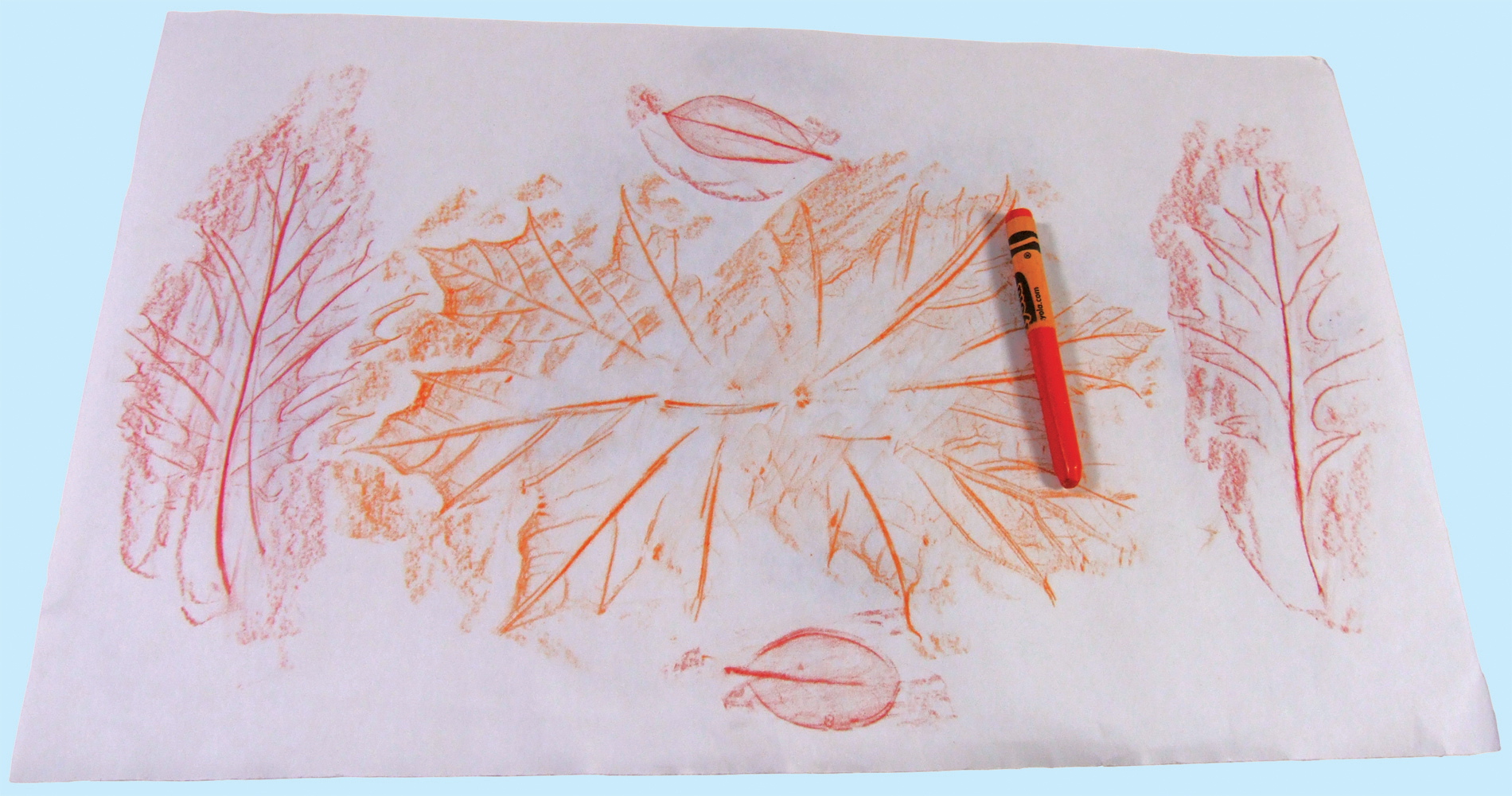 5 Use the side of the crayon to gently rub the paper covering the leaves until - photo 4