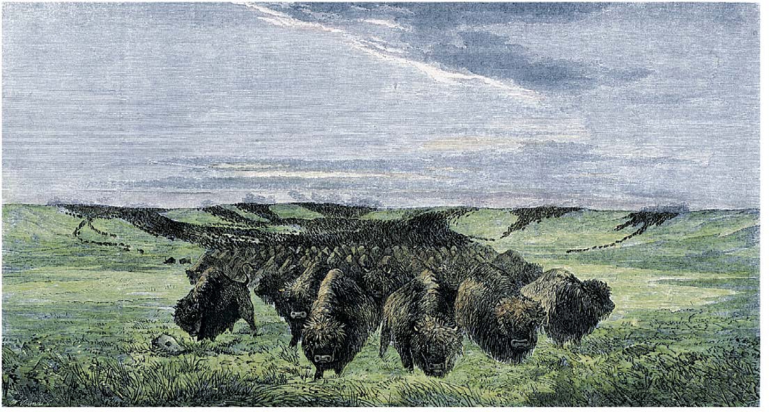 It has been estimated that there were once more than 70 million buffalo on the - photo 3