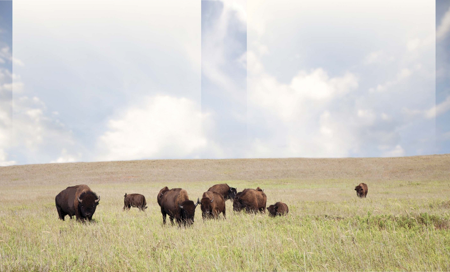 The once-abundant herds of buffalo that roamed the Great Plains were important - photo 4