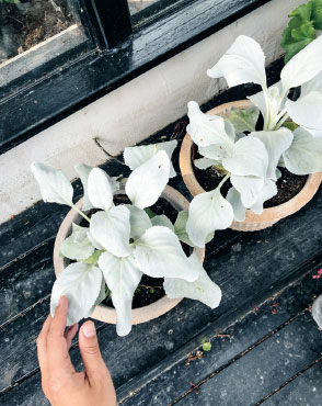 Plants with light-coloured leaves need lots of light Plants with dark leaves - photo 7