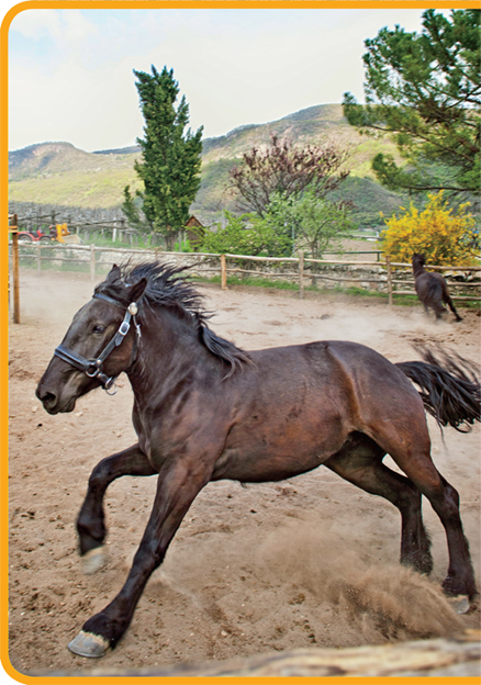 Skittish horses kick up dirt in their corral T he pounding of horses - photo 6