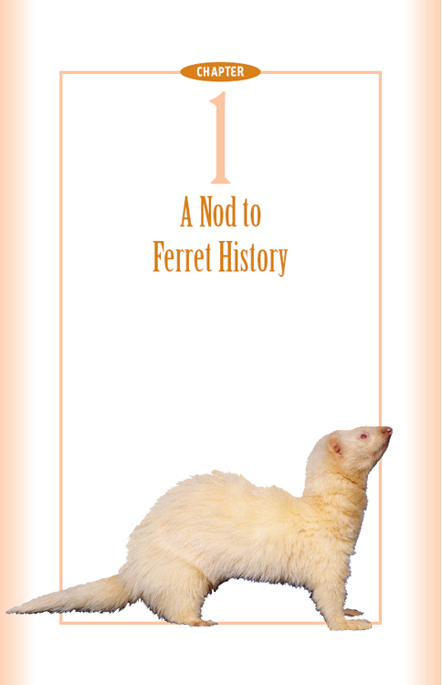 Queen Victoria treasured her albino ferrets like the ferret pictured here and - photo 3