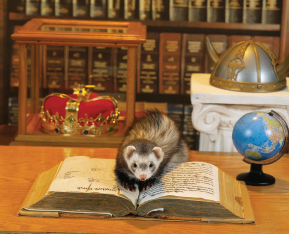 Ferrets have a rich and fascinating history which has included association - photo 4