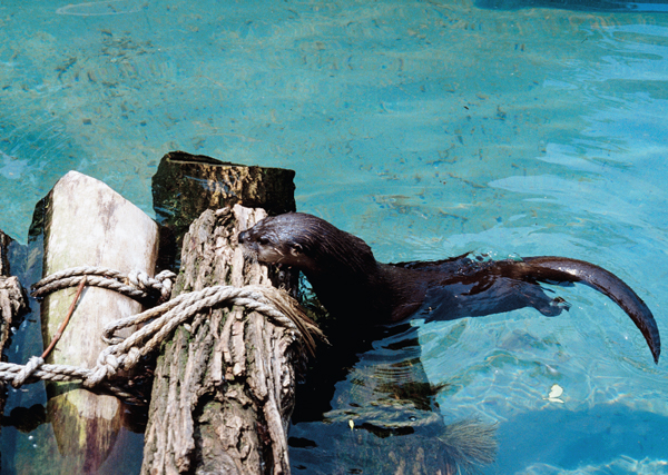 The playful otter is a distant relative of the ferret Ferrets earliest - photo 5