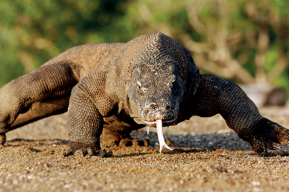 Komodo dragon DRAGON MYTH AND REALITY Youve probably read about dragons in - photo 5