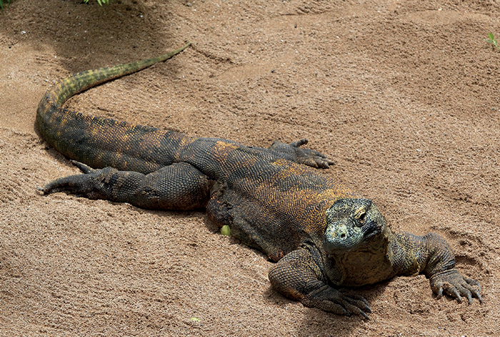 The largest Komodo dragons weigh up to 366 pounds 166 kg However average - photo 7