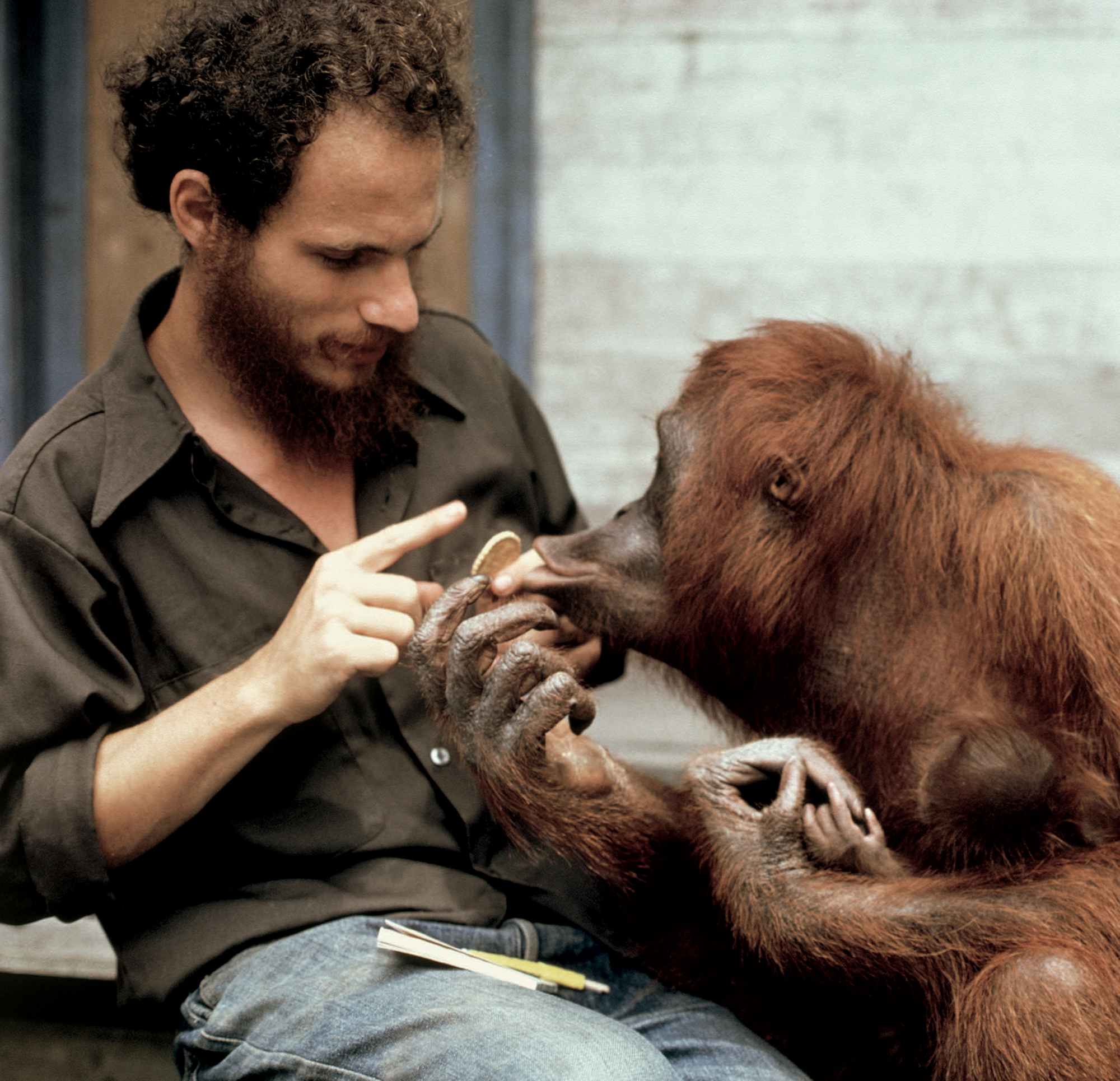 A scientist teaches sign language to anorangutan in Indonesia YOUD BETTER - photo 4