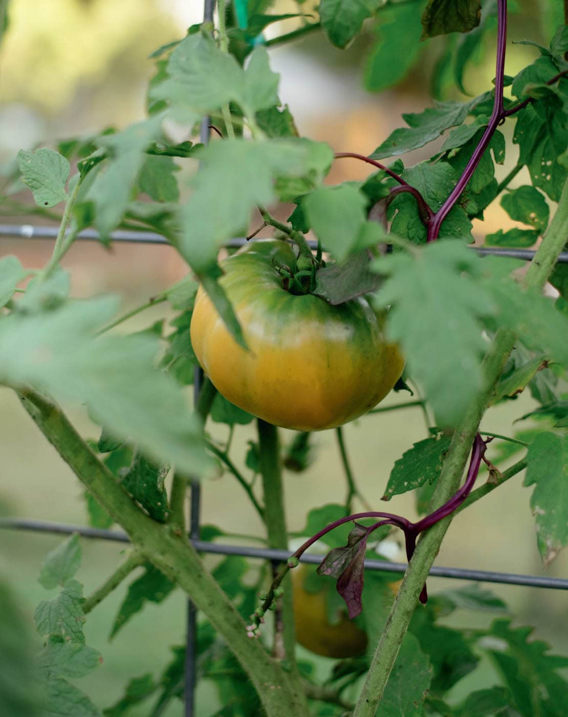 Growing your own food is an empowering act Yes it takes time and effort but - photo 8