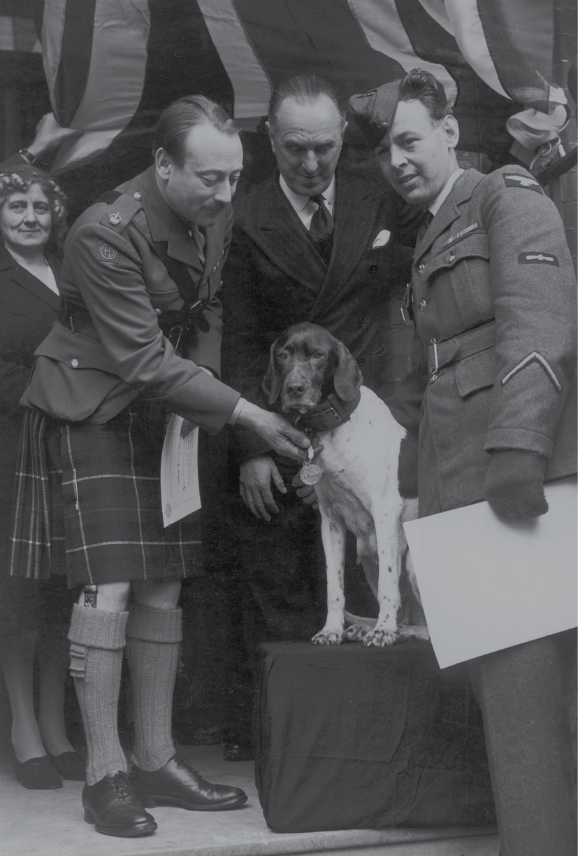 Judy the English pointer receives a Dickin Medal in London on May 2 1946 On - photo 3