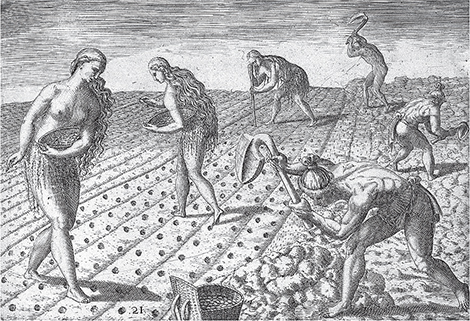 Timucua men and women cultivating a field Theodor de Bry engraver Jacques Le - photo 5