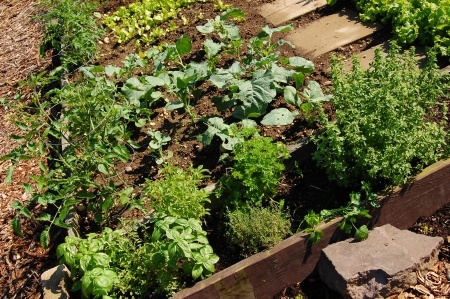 Herbs should be planted in a sunny positiondepending on the location Some - photo 6