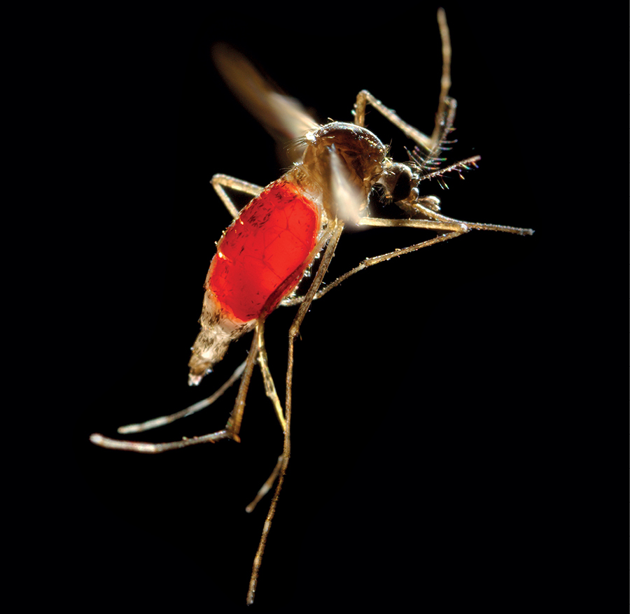 A recent blood meal is visible in this mosquitos transparent gut As it feeds - photo 4