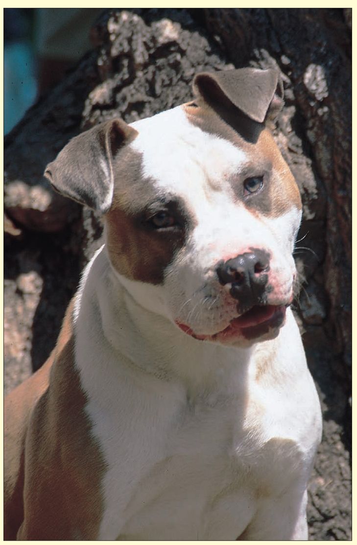 History of the American Pit Bull Terrier THE GENESIS OF THE BREED IN ITS - photo 4