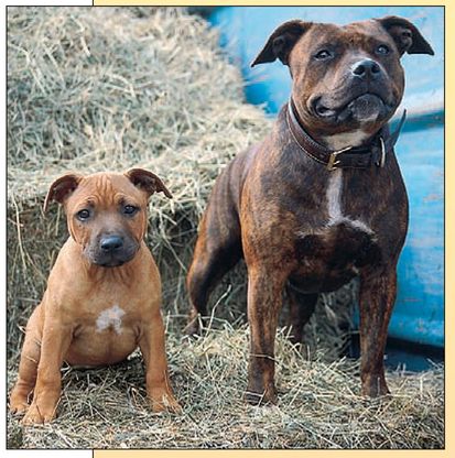 ORIGINAL PURPOSE OF THE AMERICAN PIT BULL TERRIER The specifics of ancient - photo 7