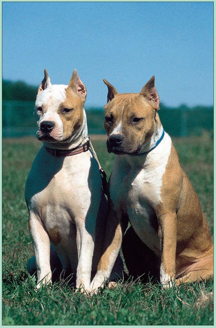 THE AMERICAN PIT BULL IN THE 20TH CENTURY While the distant past of the Pit - photo 8