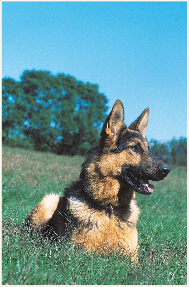 HISTORY OF THE GERMAN SHEPHERD DOG as hounds and greyhounds mongrels - photo 5