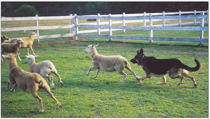 In 1891 a group of German admirers of this rugged unrefined dog formed the - photo 6