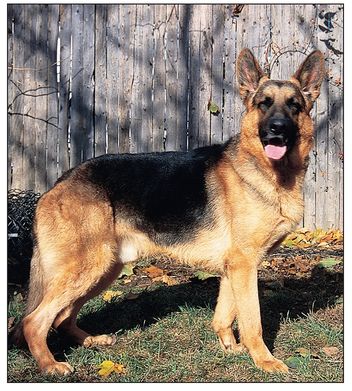 WORLD-WIDE HURDLES FOR THE BREED The first German Shepherd Dog to come to - photo 9