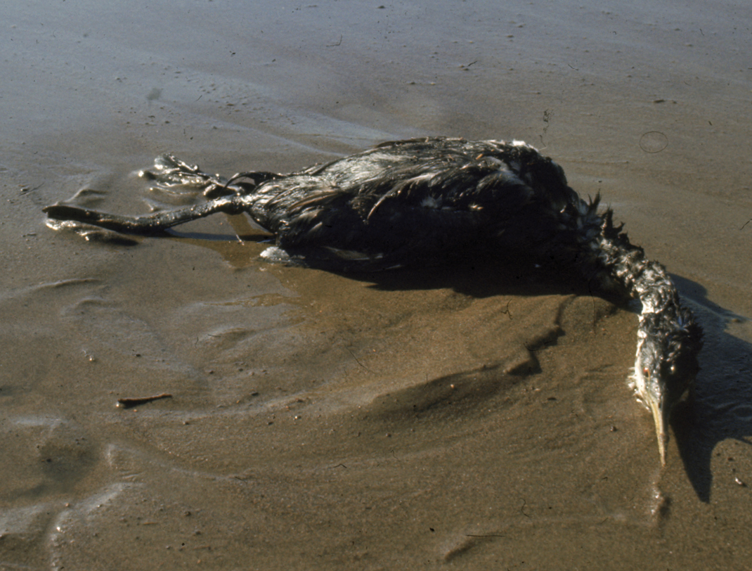 Oil-covered seabirds washed up on shore in Santa Barbara as a result of the - photo 5