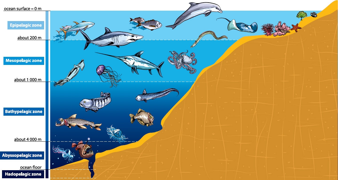 Oceanographers determine ocean zones by the amount of sunlight each receives - photo 3