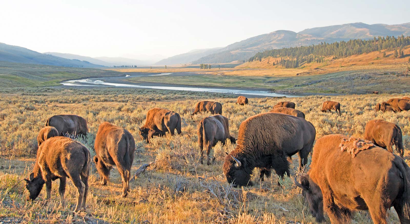 Spot Wildlife in Yellowstone National Park Yellowstone is a wonderland of - photo 11