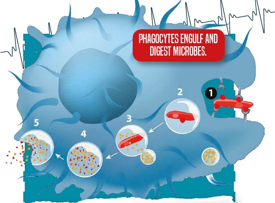 The immune system is made up of the that have invaded the body Phagocytes - photo 6