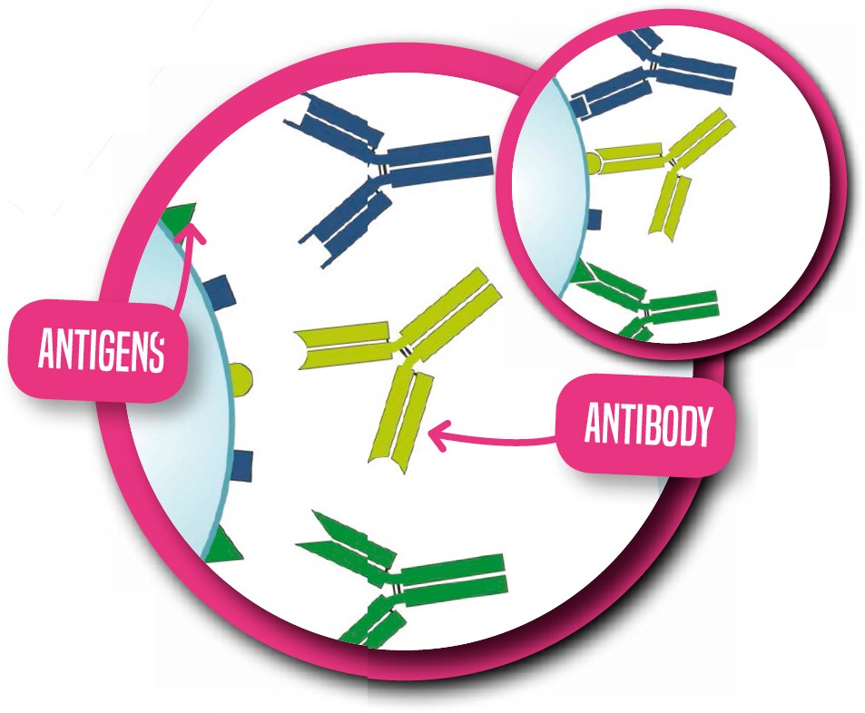 Each antibody recognizes and binds only to a particular antigen As we have - photo 10