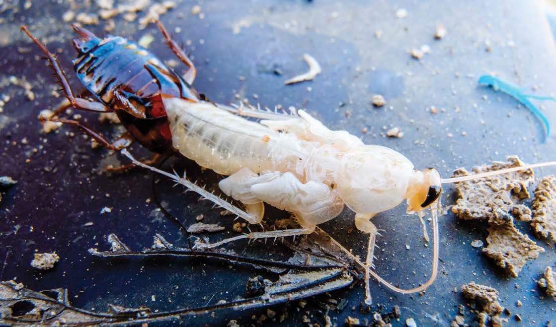 A cockroach molts shedding its old exoskeleton to reveal a new one underneath - photo 5