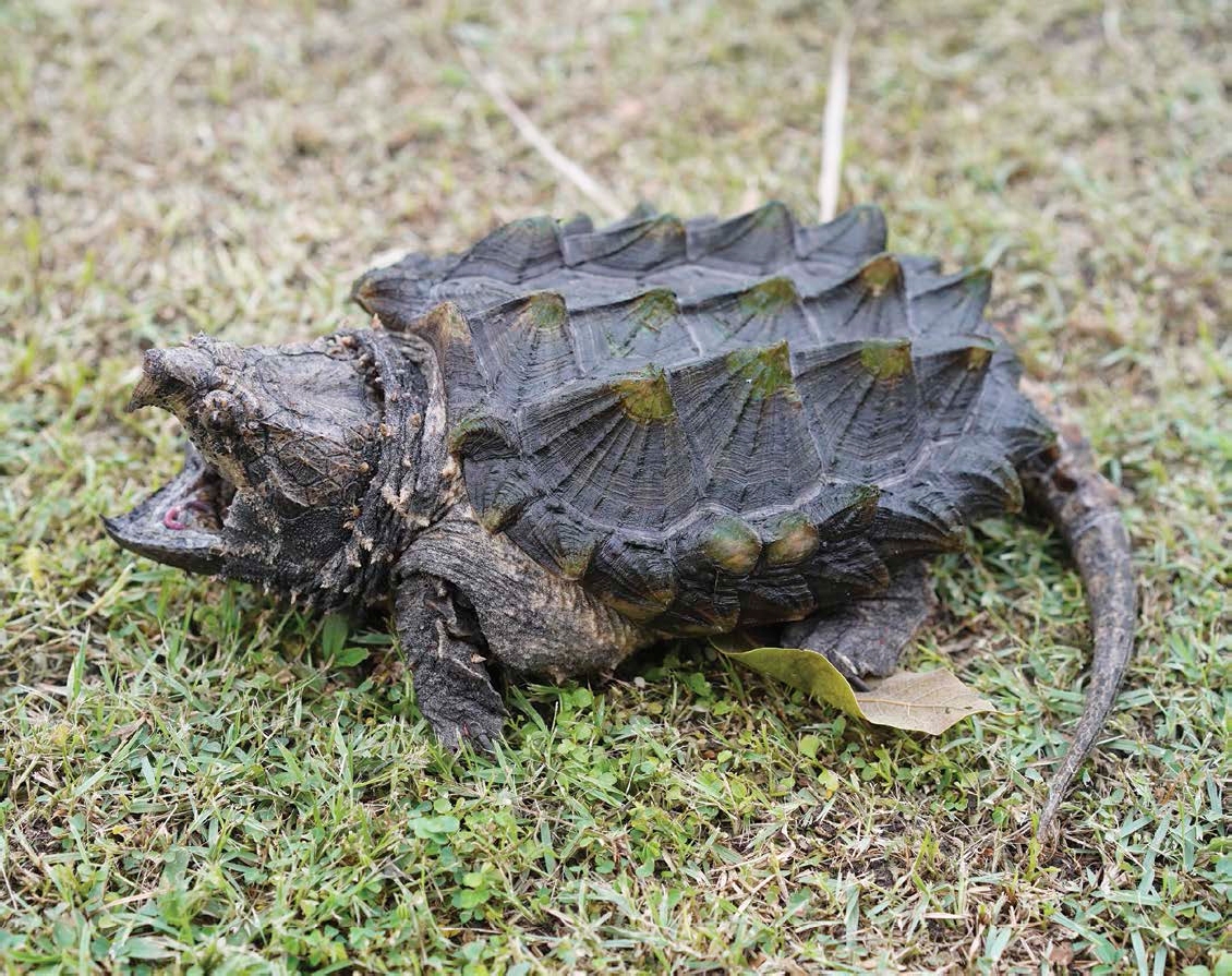 The heavily armored alligator snapping turtle can be found in lakes swamps - photo 2