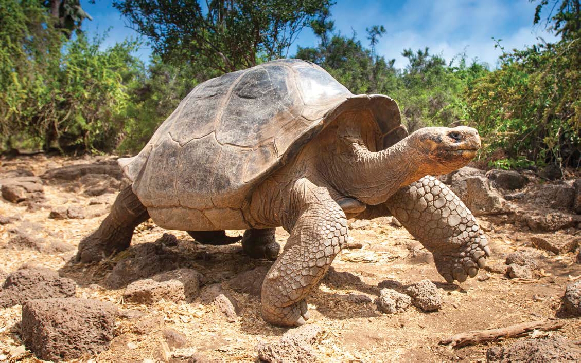 Tortoises are relatives of turtles that live only on land Turtles live partly - photo 3