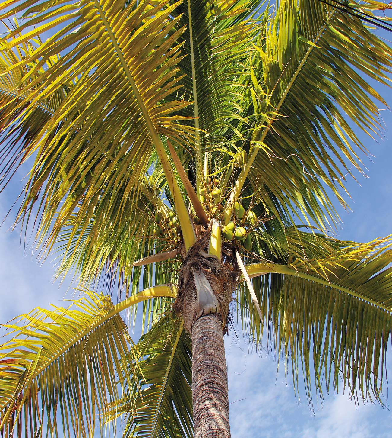 a palm tree in Fort Myers canoes ready for launch at Adventures Unlimited - photo 5