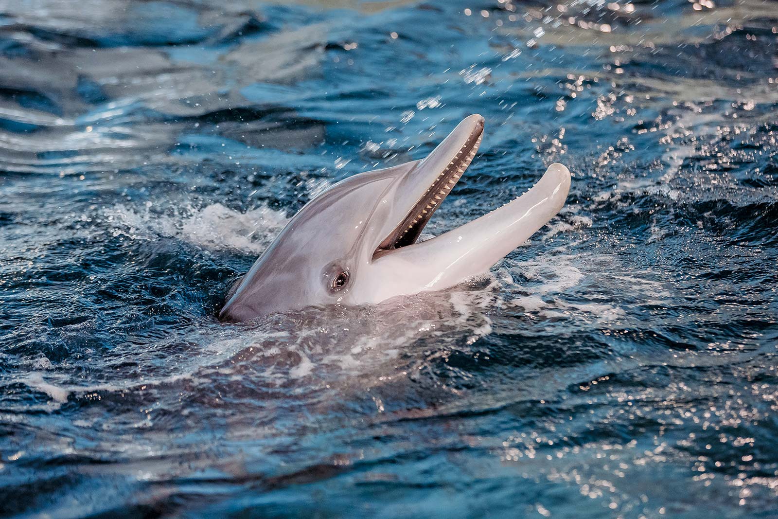 a dolphin at the Clearwater Aquarium downtown Sarasota - photo 8