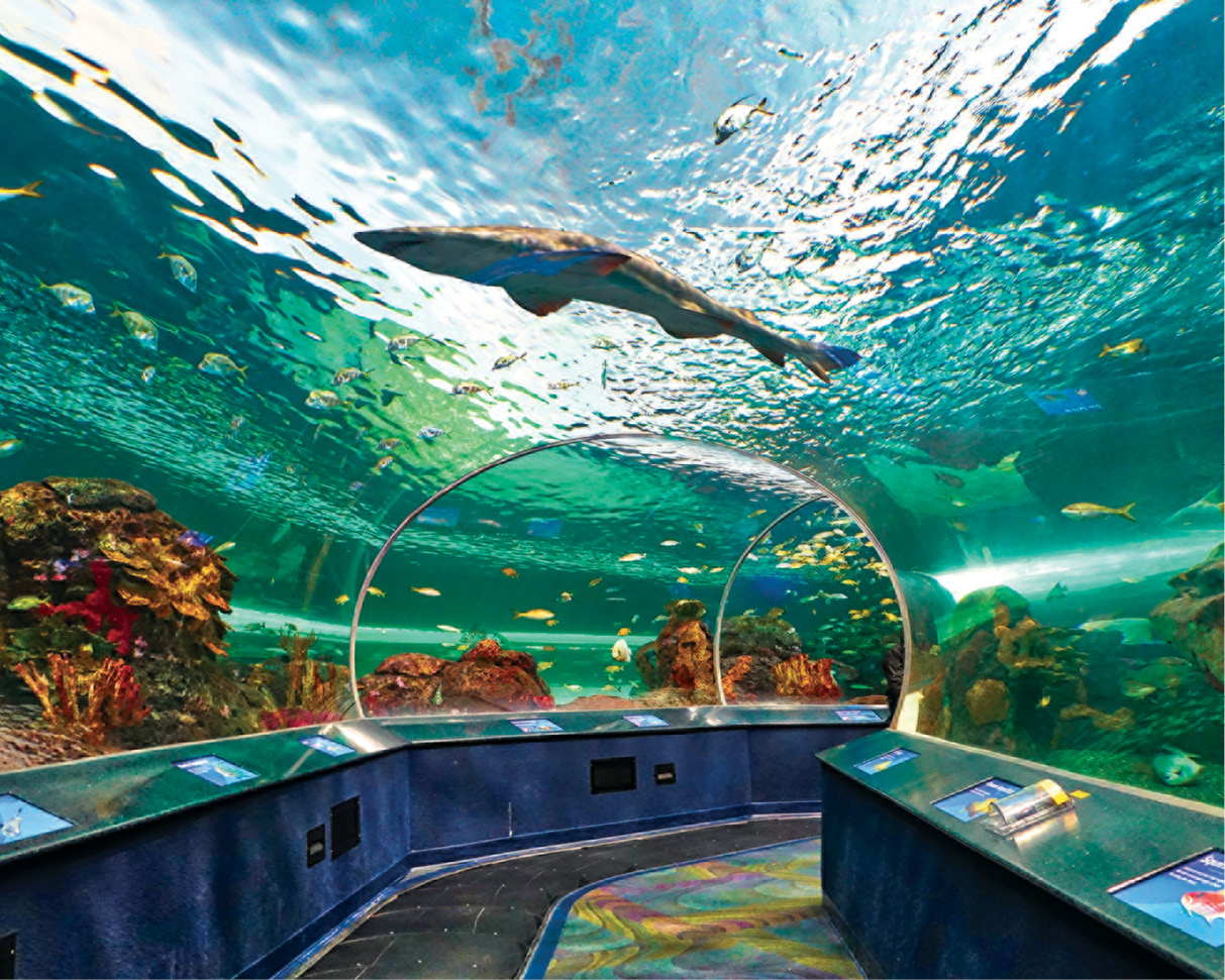 At Ripleys Aquarium of Canada visitors take a moving sidewalk through the - photo 10