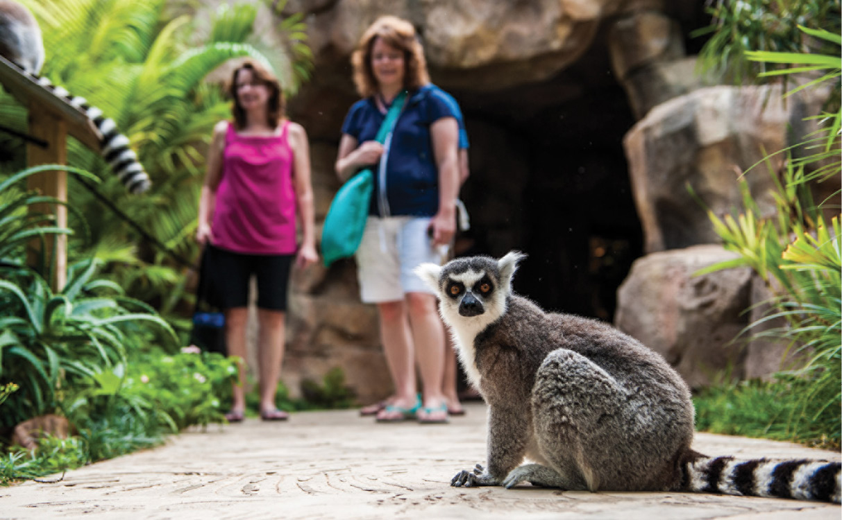 Lemurs arent native to Bermuda but they are among the biggest draws at the - photo 13