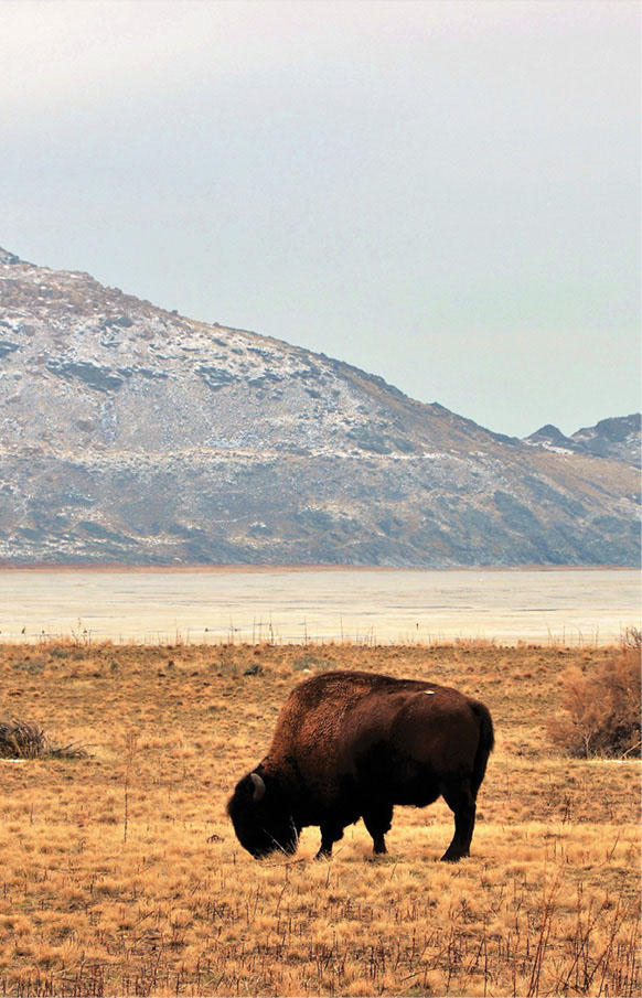 A drive to Antelope Island is the best way to see the Great Salt Lake and - photo 17