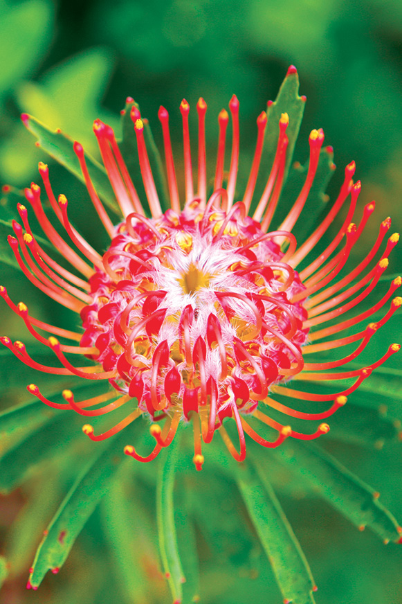 The bloom of an orange-pink pincushion protea common in Maui West Maui - photo 15