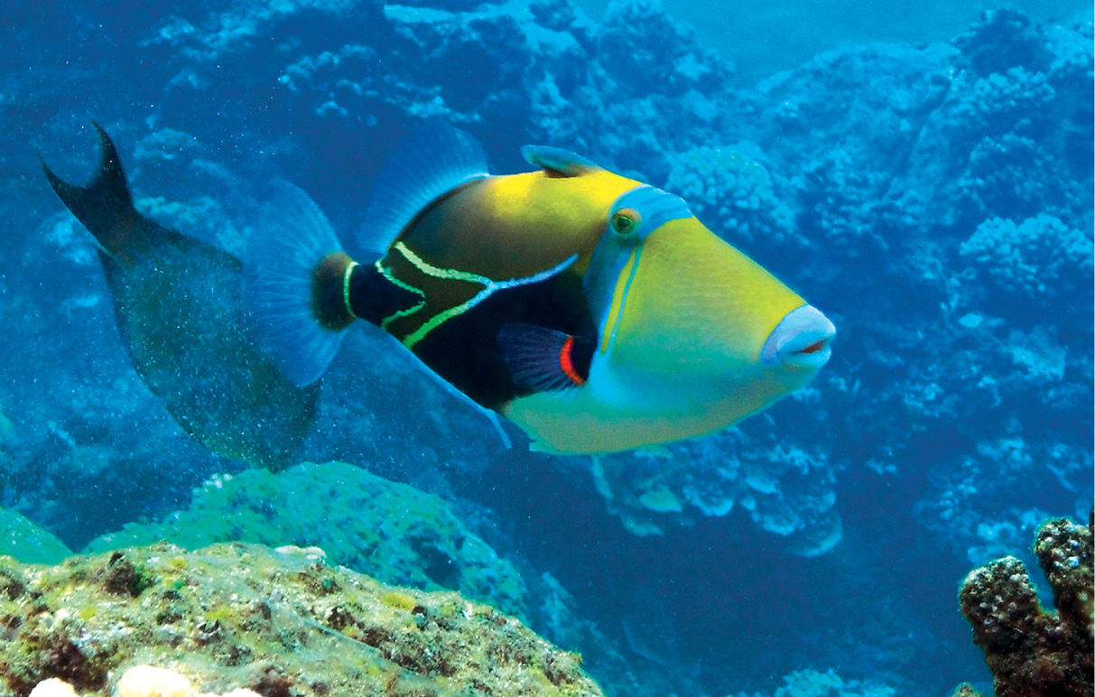 Picasso triggerfish at Black Rock Kaanapali Beach See A Hawaiian stilt - photo 19