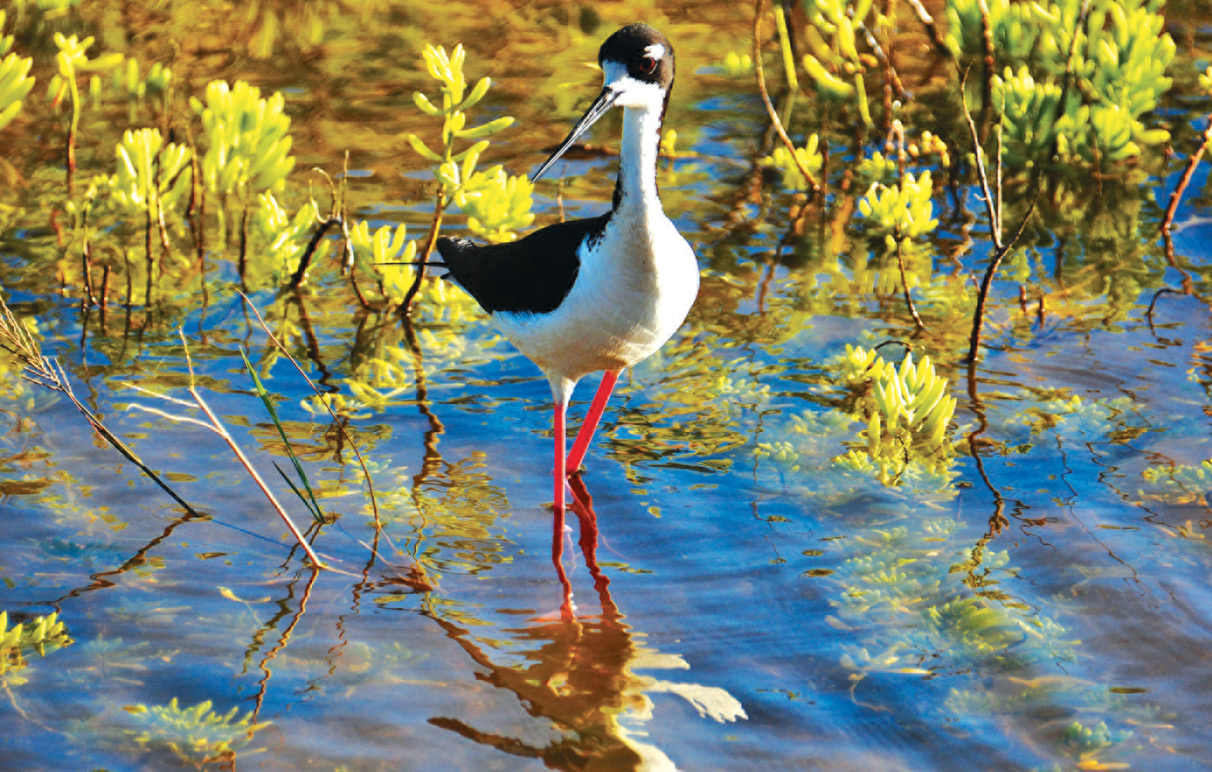 A Hawaiian stilt foraging in a salt marsh on Maui Explosive breach of a - photo 20