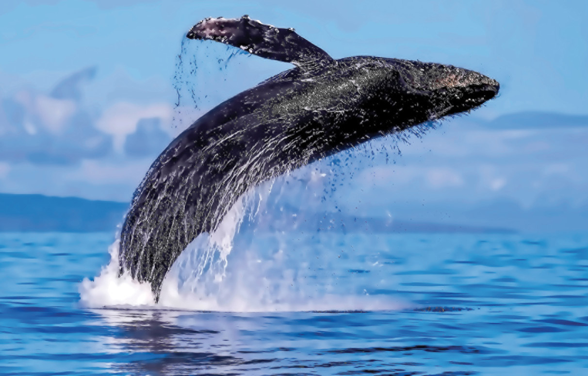 Explosive breach of a humpback whale off Lahaina See A high-rise view of - photo 21