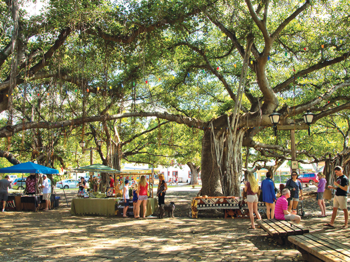 The historic banyan tree in Lahaina Towns Courthouse Square was planted in 1873 - photo 24