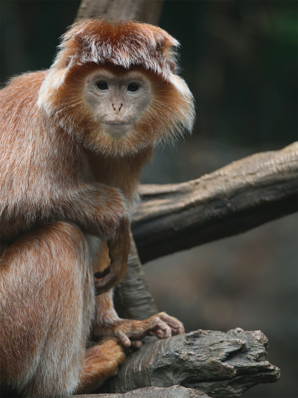 Other primates are also very smart Langurs howler monkeys and orangutans - photo 9