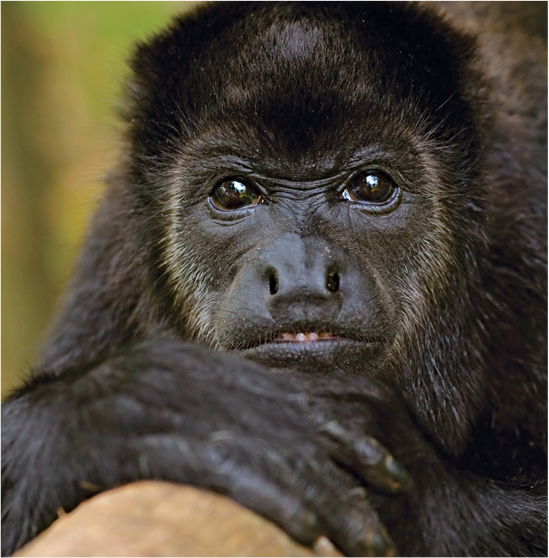 Other primates are also very smart Langurs howler monkeys and orangutans - photo 10