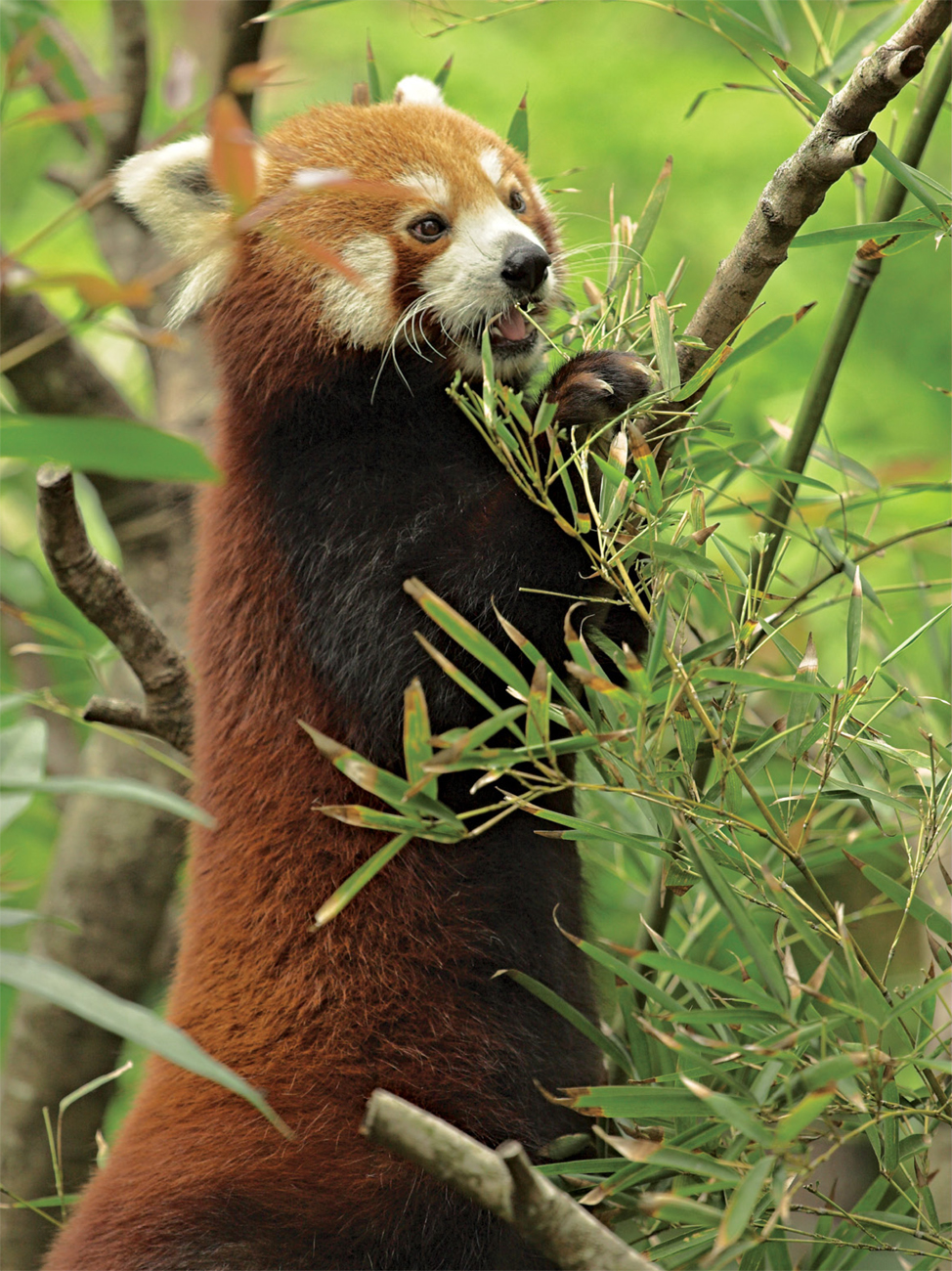 Lemurs and langurs are at home high up in trees But for the red panda trees - photo 17