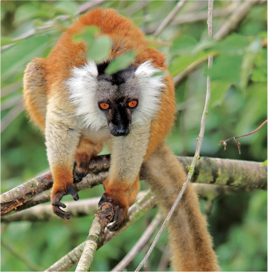 Lemurs and langurs are at home high up in trees But for the red panda trees - photo 18