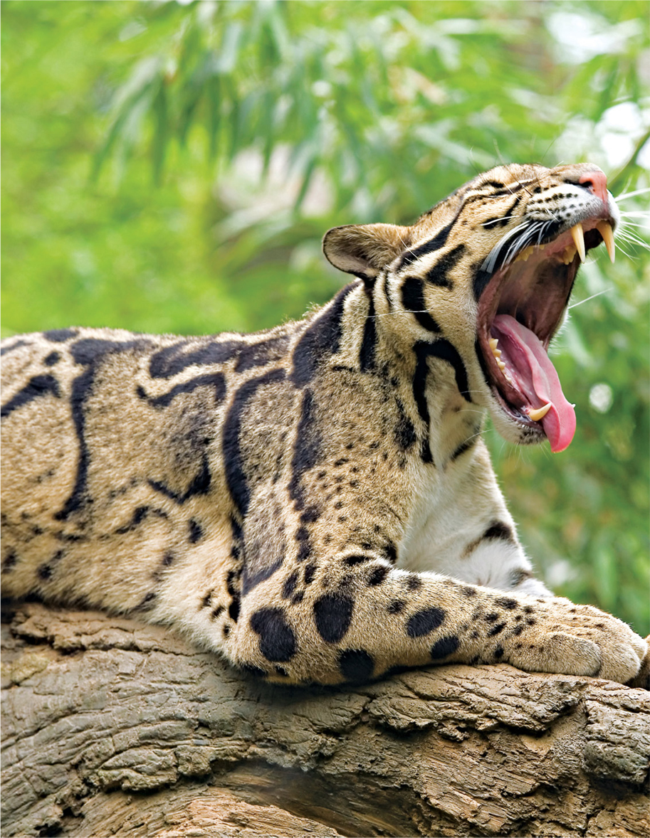 Clouded leopards feel right at home on big tree branches They can even climb - photo 23