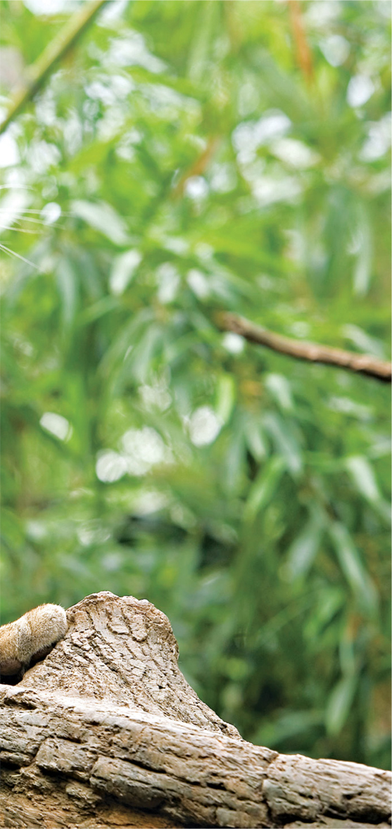 Clouded leopards feel right at home on big tree branches They can even climb - photo 24