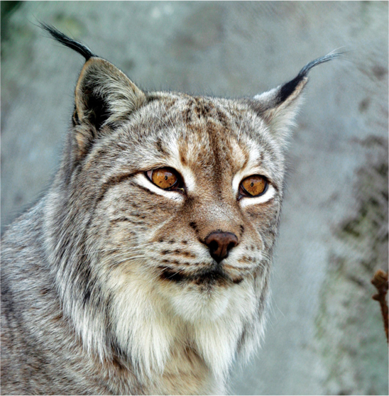 Other cats look for food on the ground in wide open spaces They are able to - photo 25