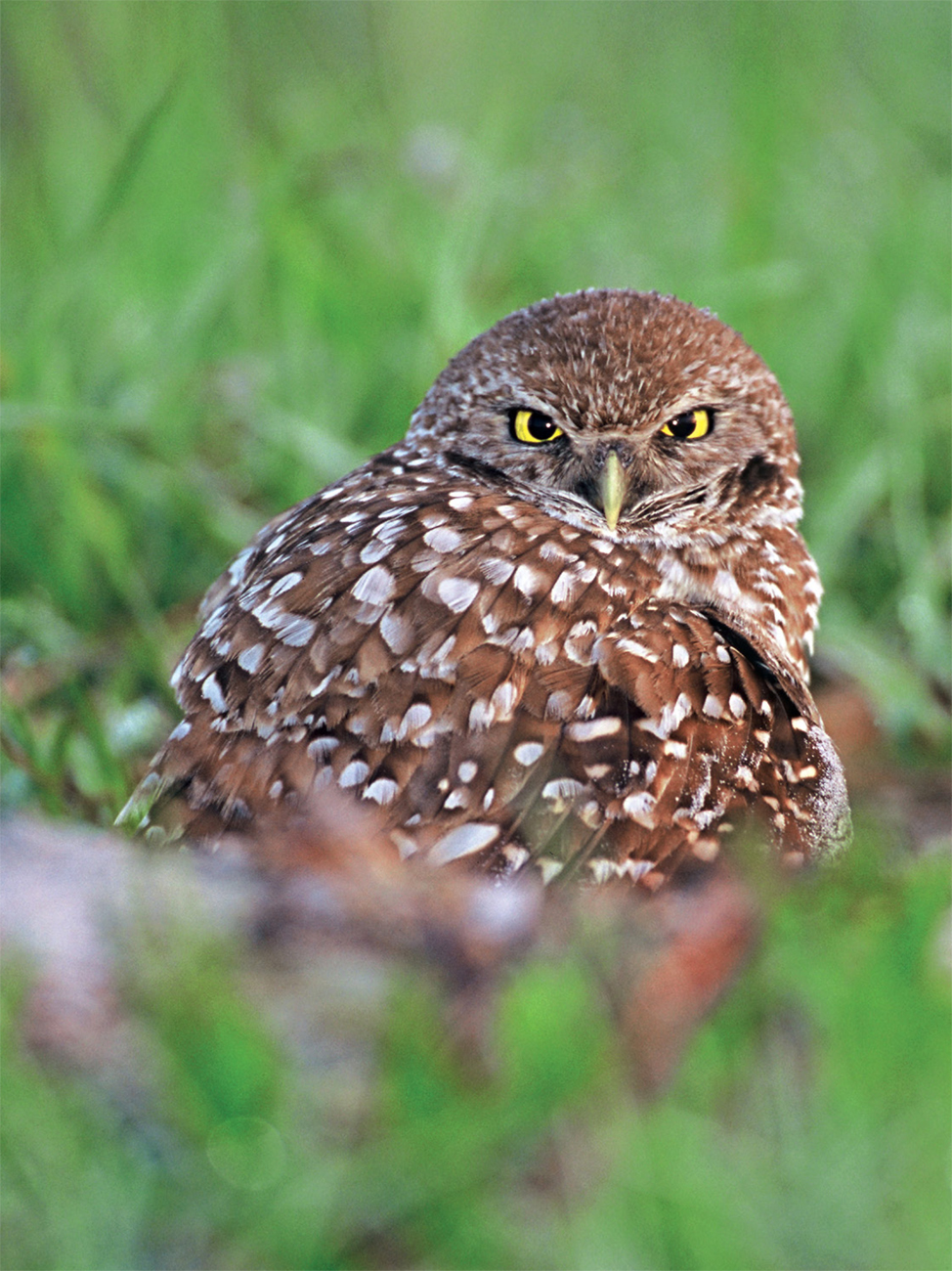 Burrowing owls green turtles and cheetahs all have spotsall the better to - photo 28